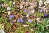 Veronica beccabunga ssp. muscosa