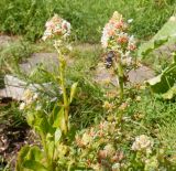 Reseda odorata