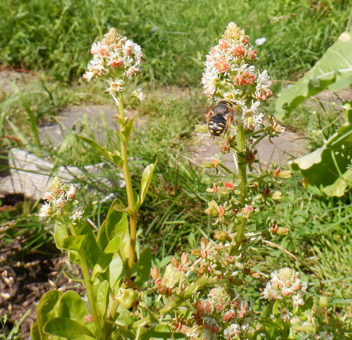 Image of Reseda odorata specimen.