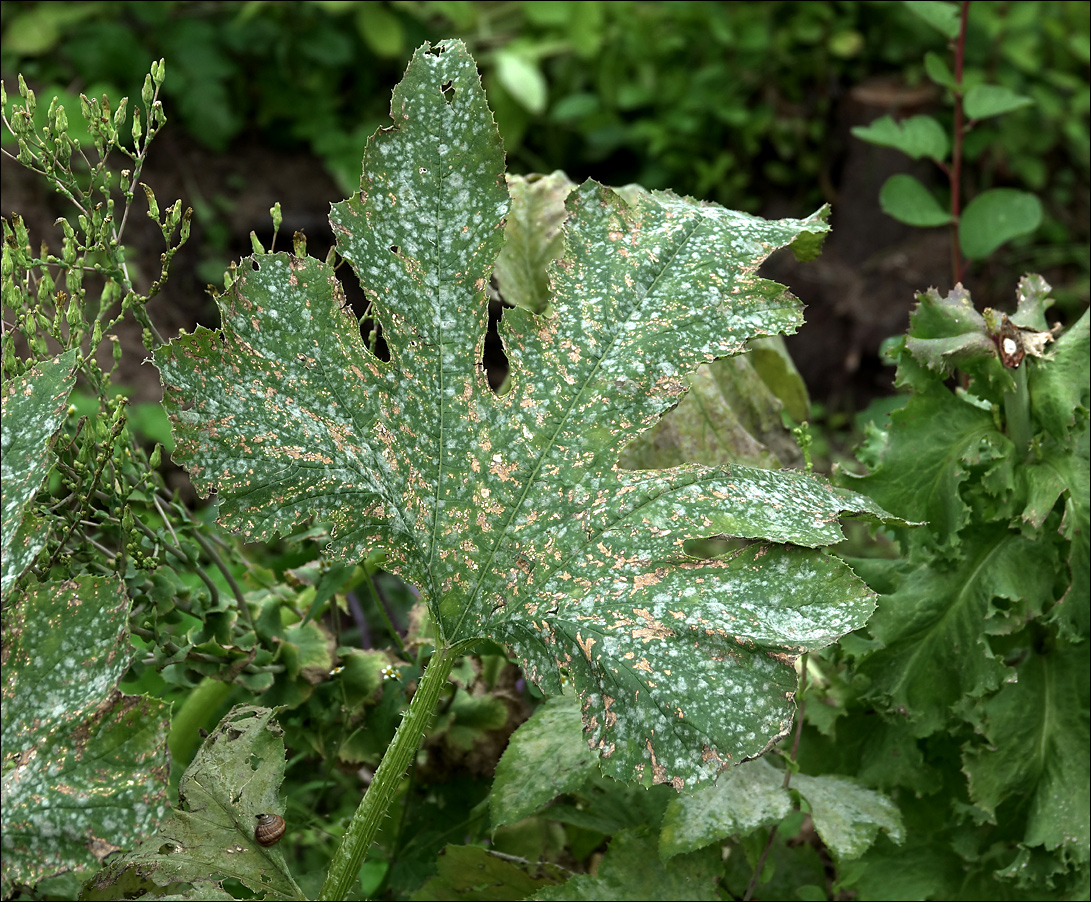 Image of Cucurbita pepo specimen.