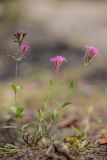 Silene compacta