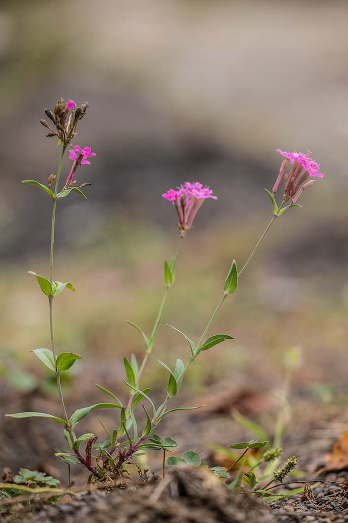 Изображение особи Silene compacta.