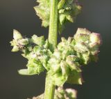 Atriplex patens