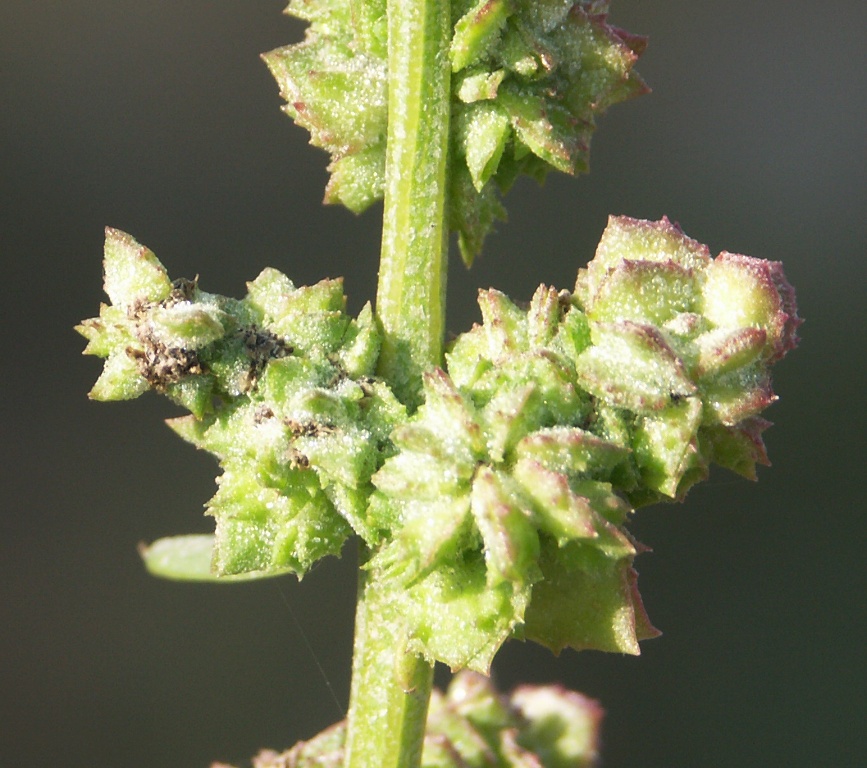 Image of Atriplex patens specimen.
