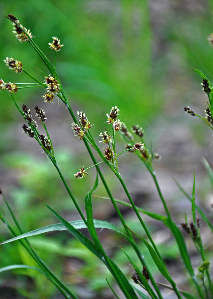 Image of Luzula multiflora specimen.