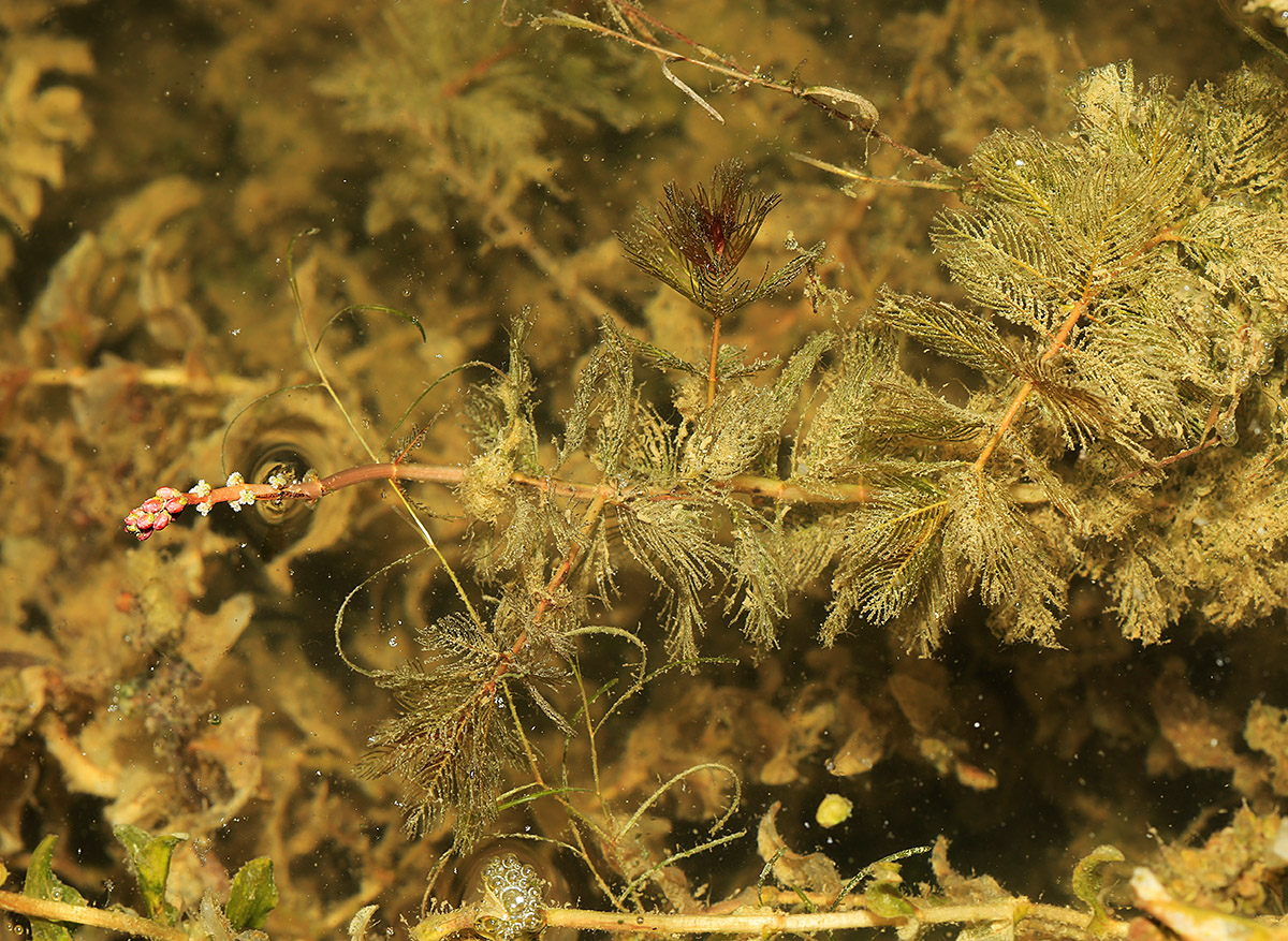 Изображение особи Myriophyllum spicatum.