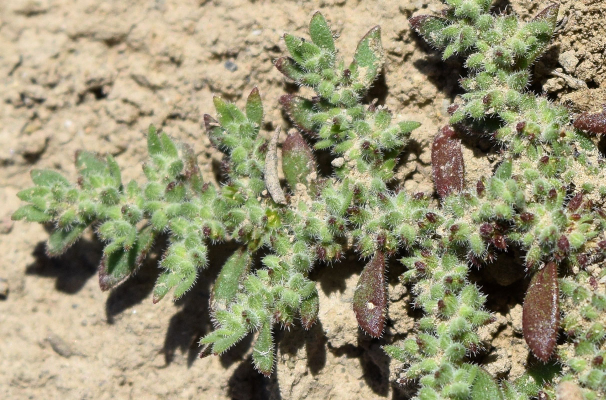Image of Herniaria cinerea specimen.