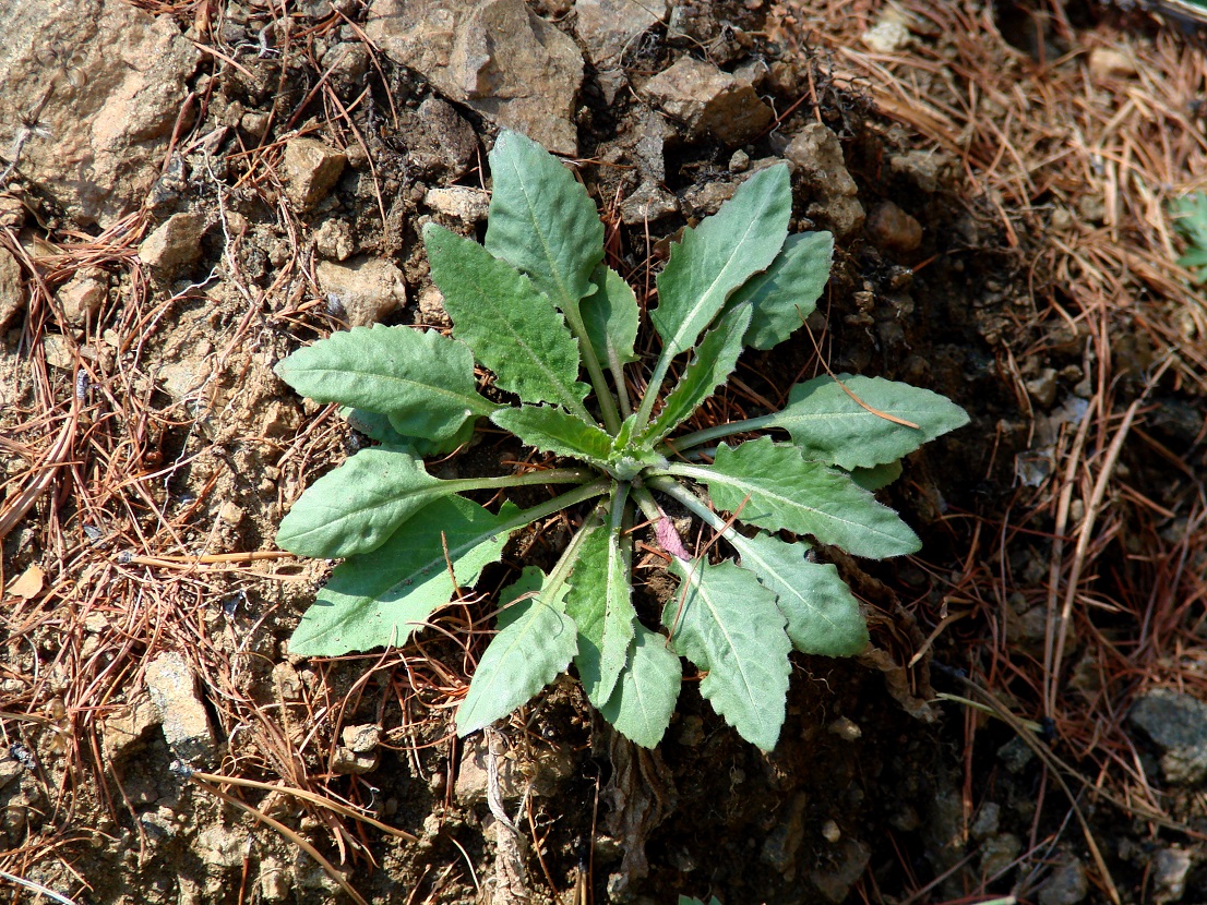 Image of Hesperis sibirica specimen.