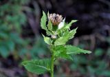Cirsium oleraceum