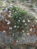 Astragalus captiosus