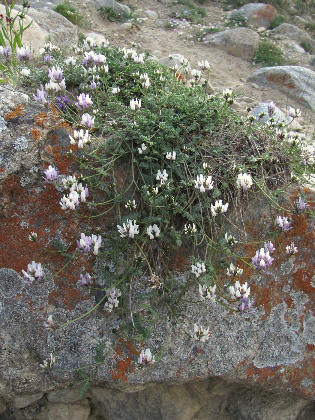 Image of Astragalus captiosus specimen.
