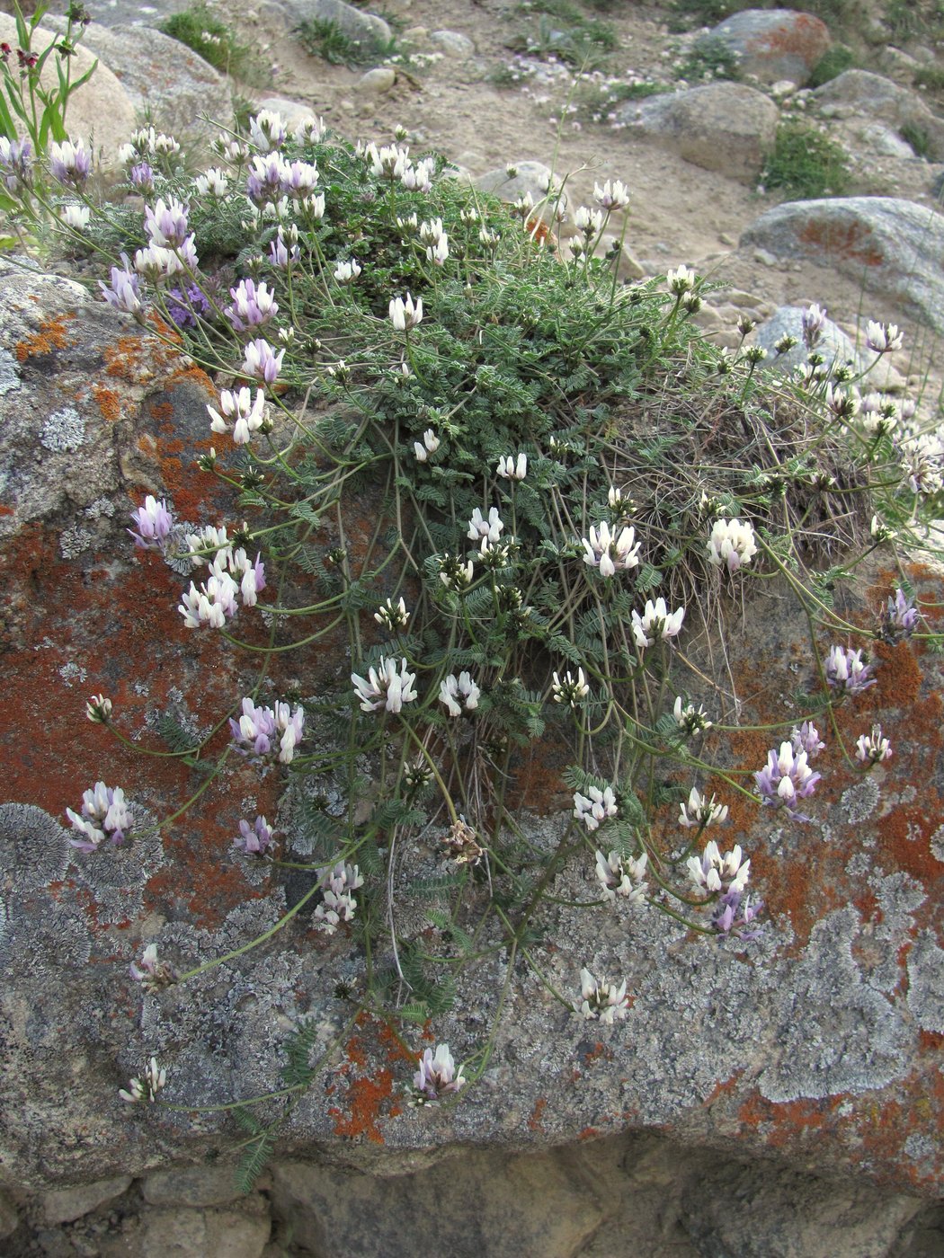 Изображение особи Astragalus captiosus.