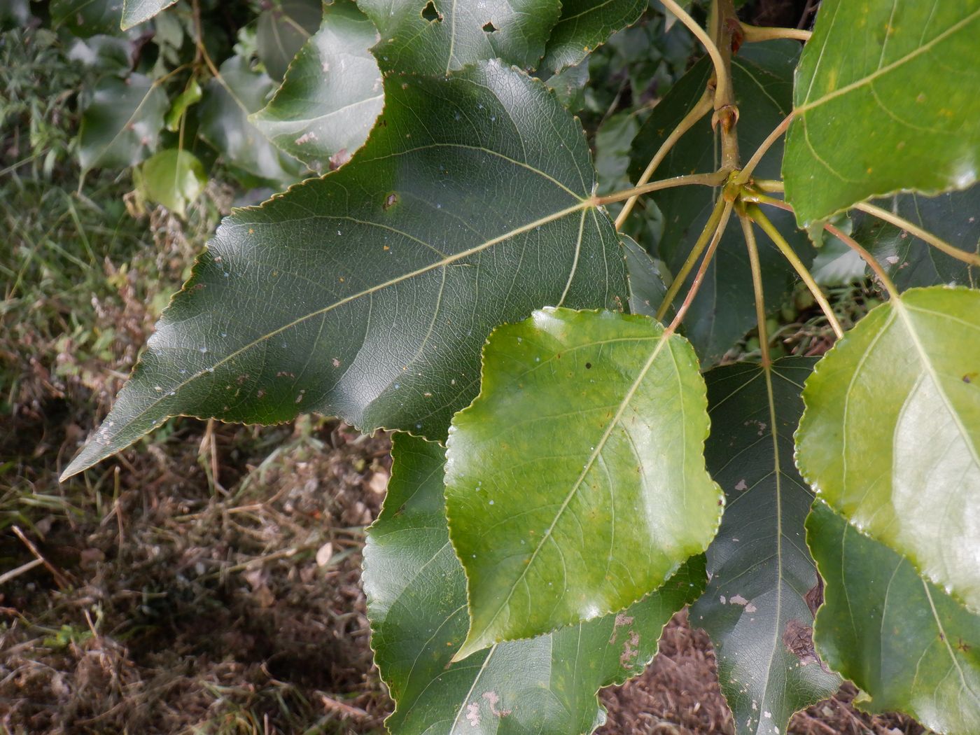 Image of Populus &times; berolinensis specimen.