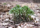 Erysimum callicarpum. Растение с заложившимися соцветиями. Краснодарский край, м/о г. Новороссийск, гора Крымская-Долгая, дубово-грабовый лес, опушка дубово-грабового леса. 03.04.2016.