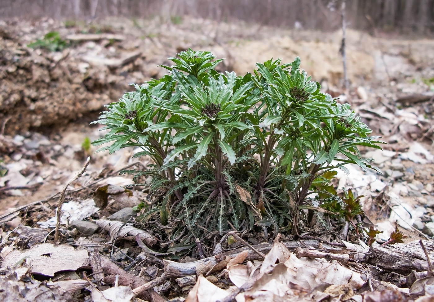 Image of Erysimum callicarpum specimen.