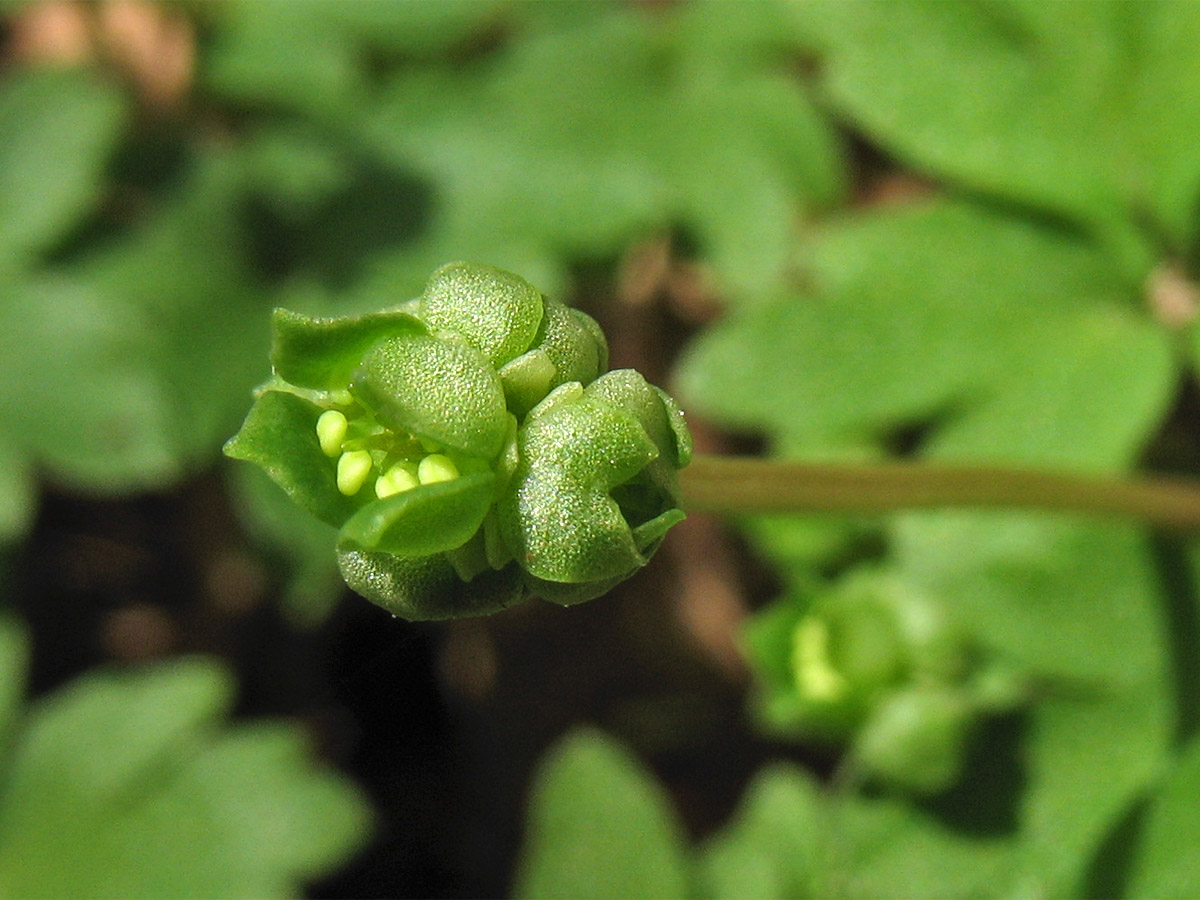 Изображение особи Adoxa moschatellina.