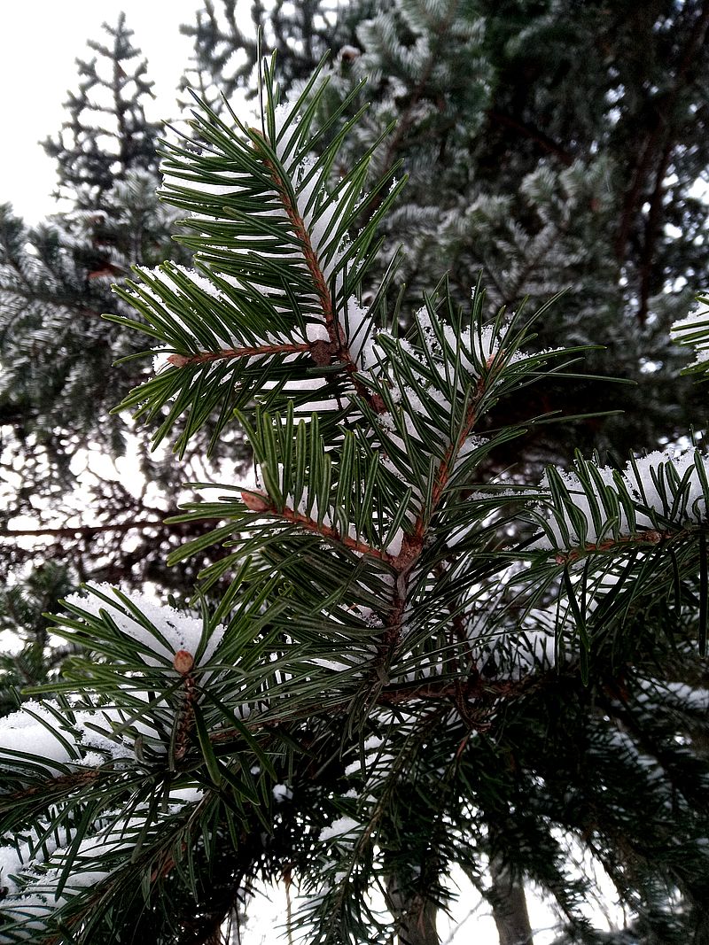 Image of Abies holophylla specimen.