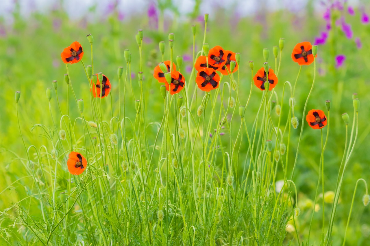 Изображение особи Papaver stevenianum.