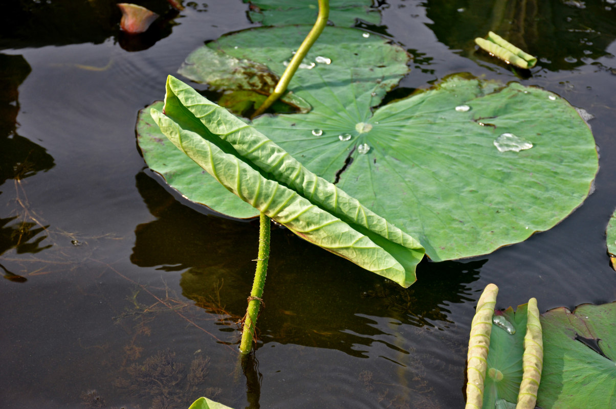 Изображение особи Nelumbo caspica.