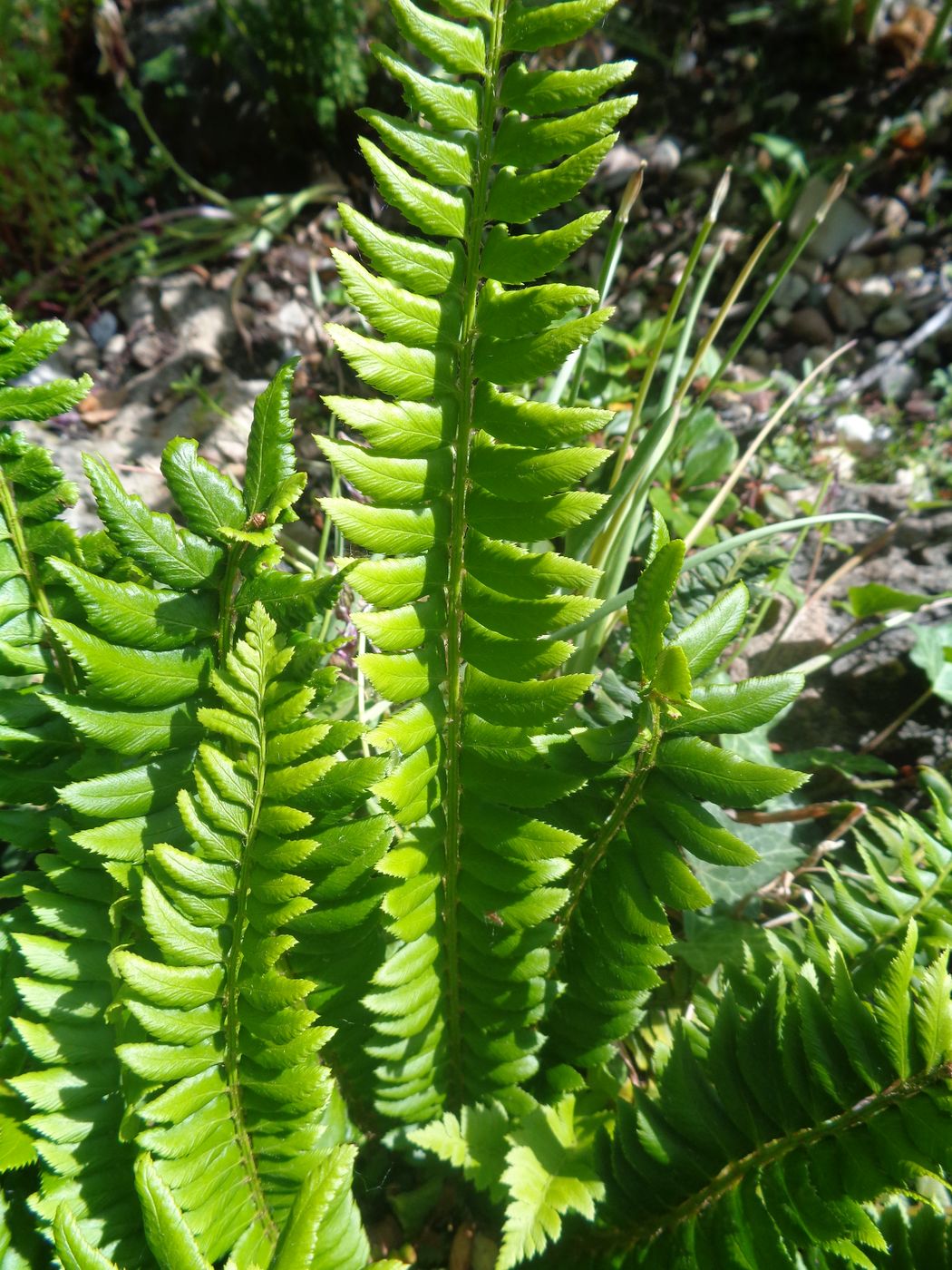 Изображение особи Polystichum lonchitis.