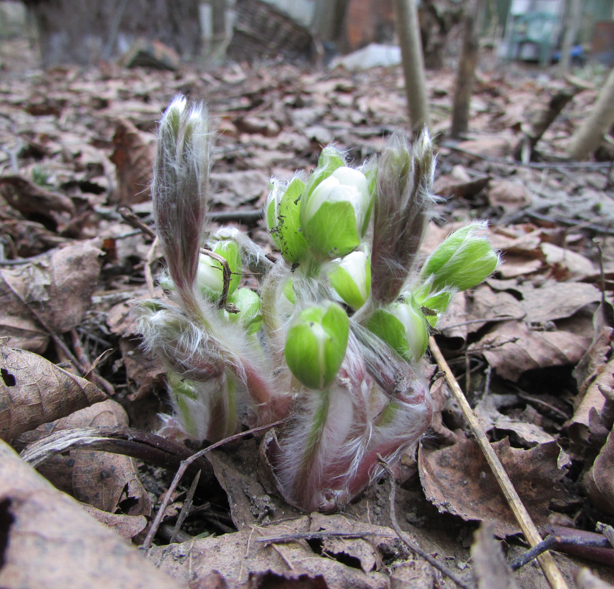 Изображение особи Hepatica maxima.