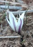 Colchicum kesselringii