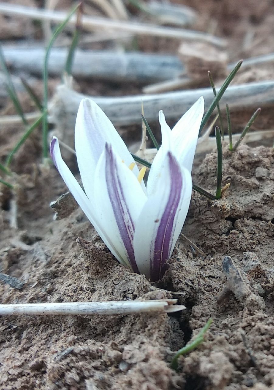 Изображение особи Colchicum kesselringii.