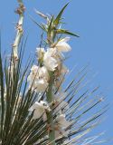 Yucca elata