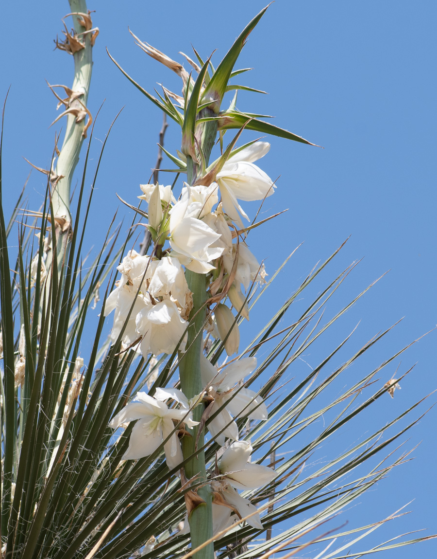 Изображение особи Yucca elata.