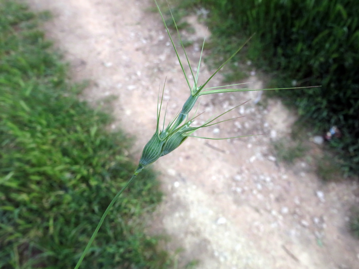 Изображение особи Aegilops ovata.