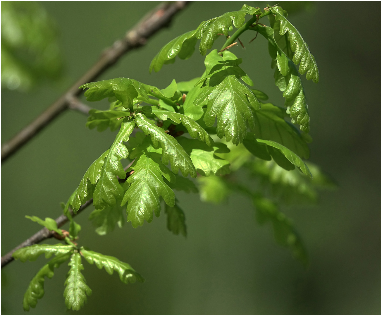 Image of Quercus robur specimen.