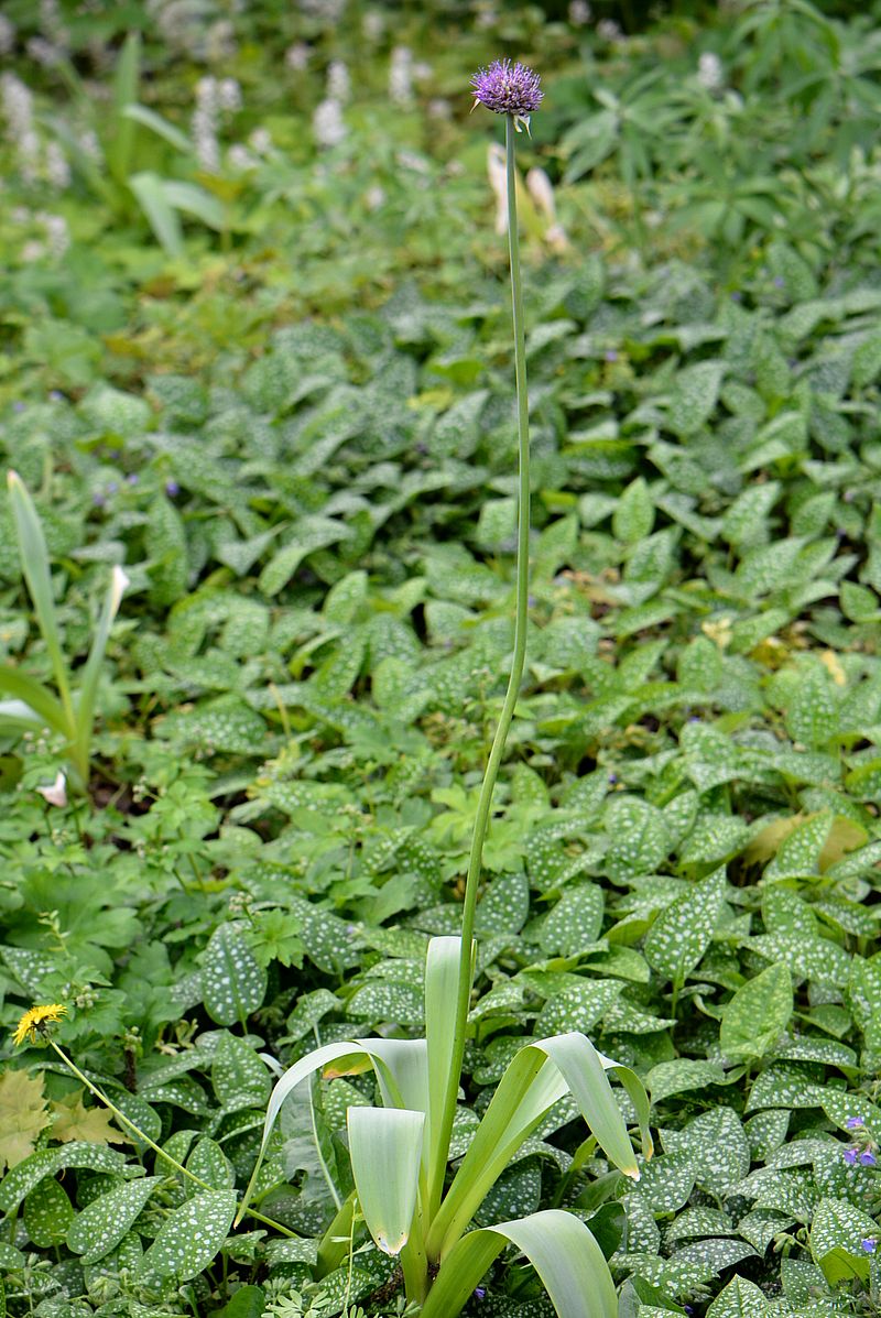 Изображение особи Allium stipitatum.