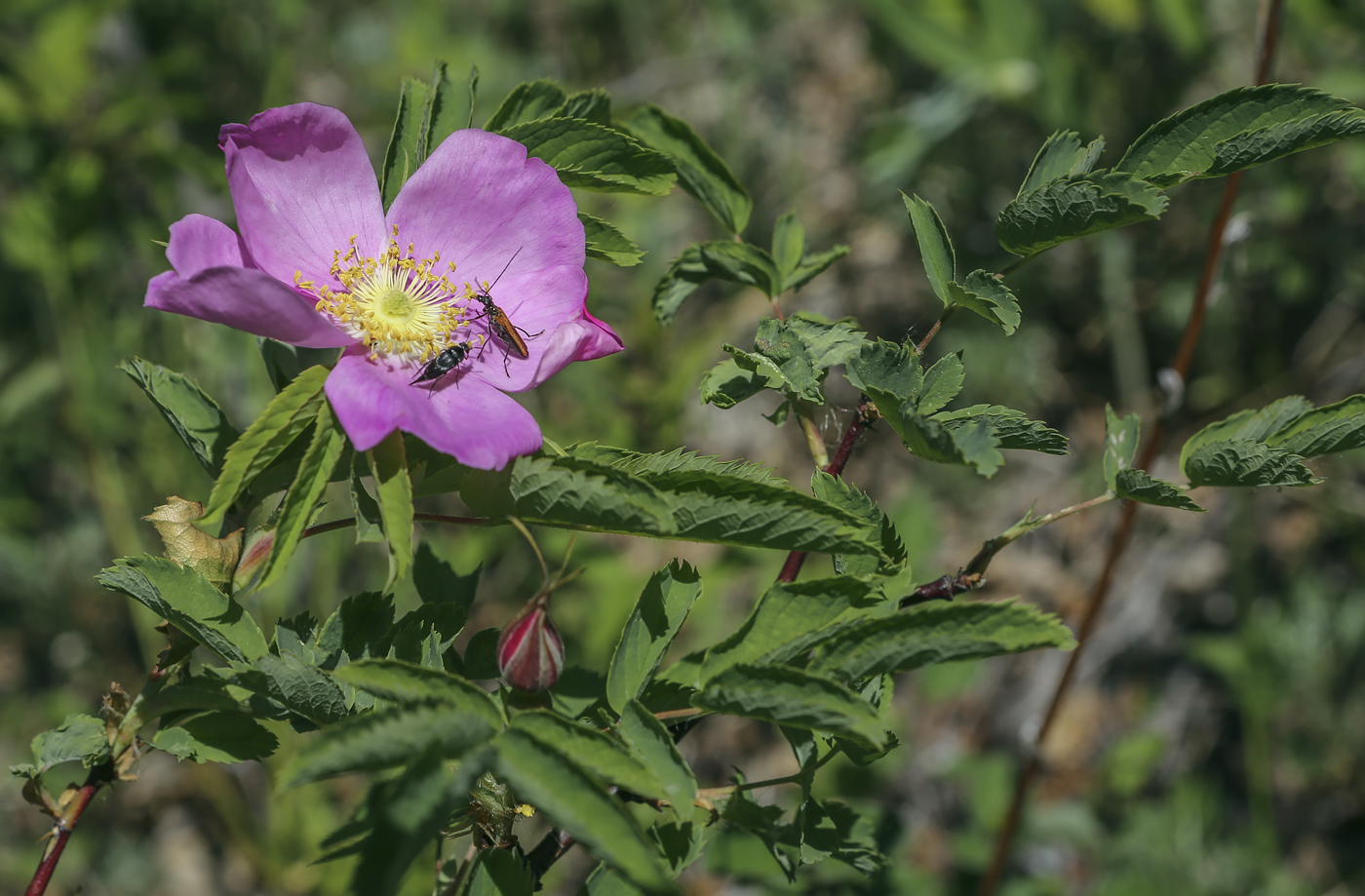 Изображение особи Rosa cinnamomea.