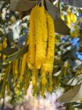 Acacia cretata. Соцветия. Австралия, г. Брисбен, ботанический сад. 27.06.2021.