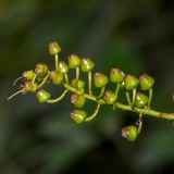 Cavendishia martii
