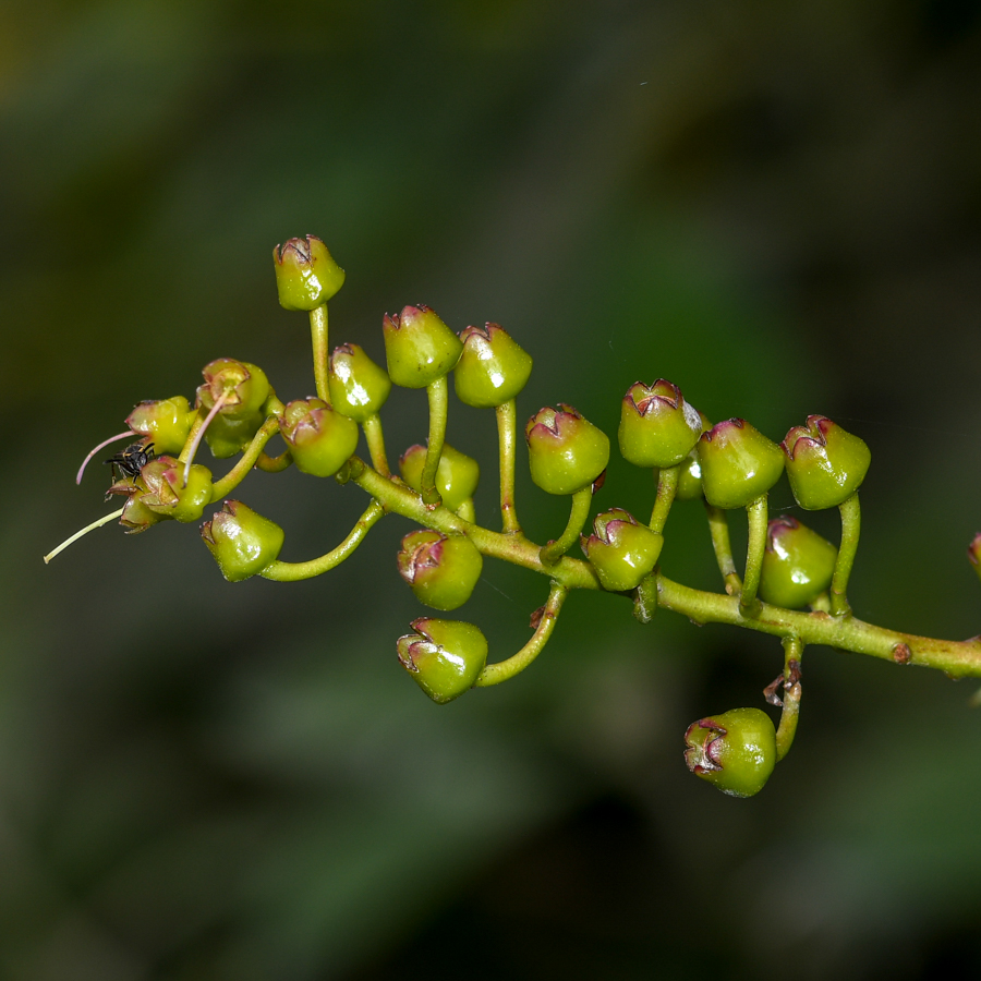 Image of Cavendishia martii specimen.