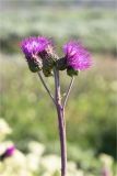 Cirsium heterophyllum