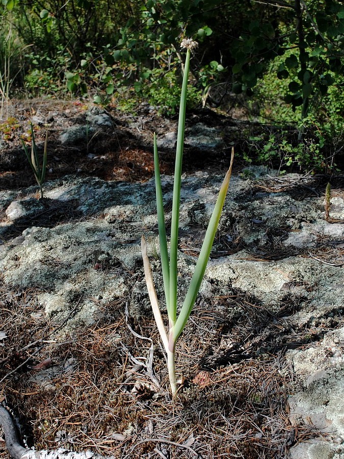 Image of Allium altaicum specimen.