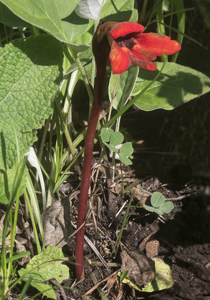 Изображение особи Phelypaea coccinea.