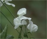 Lathyrus odoratus