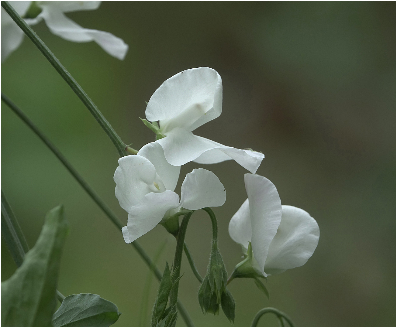 Изображение особи Lathyrus odoratus.