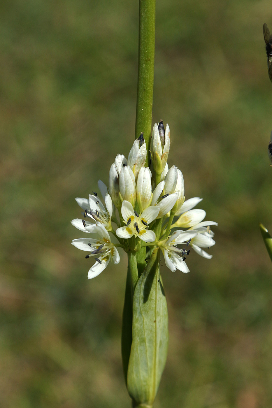 Image of Swertia lactea specimen.