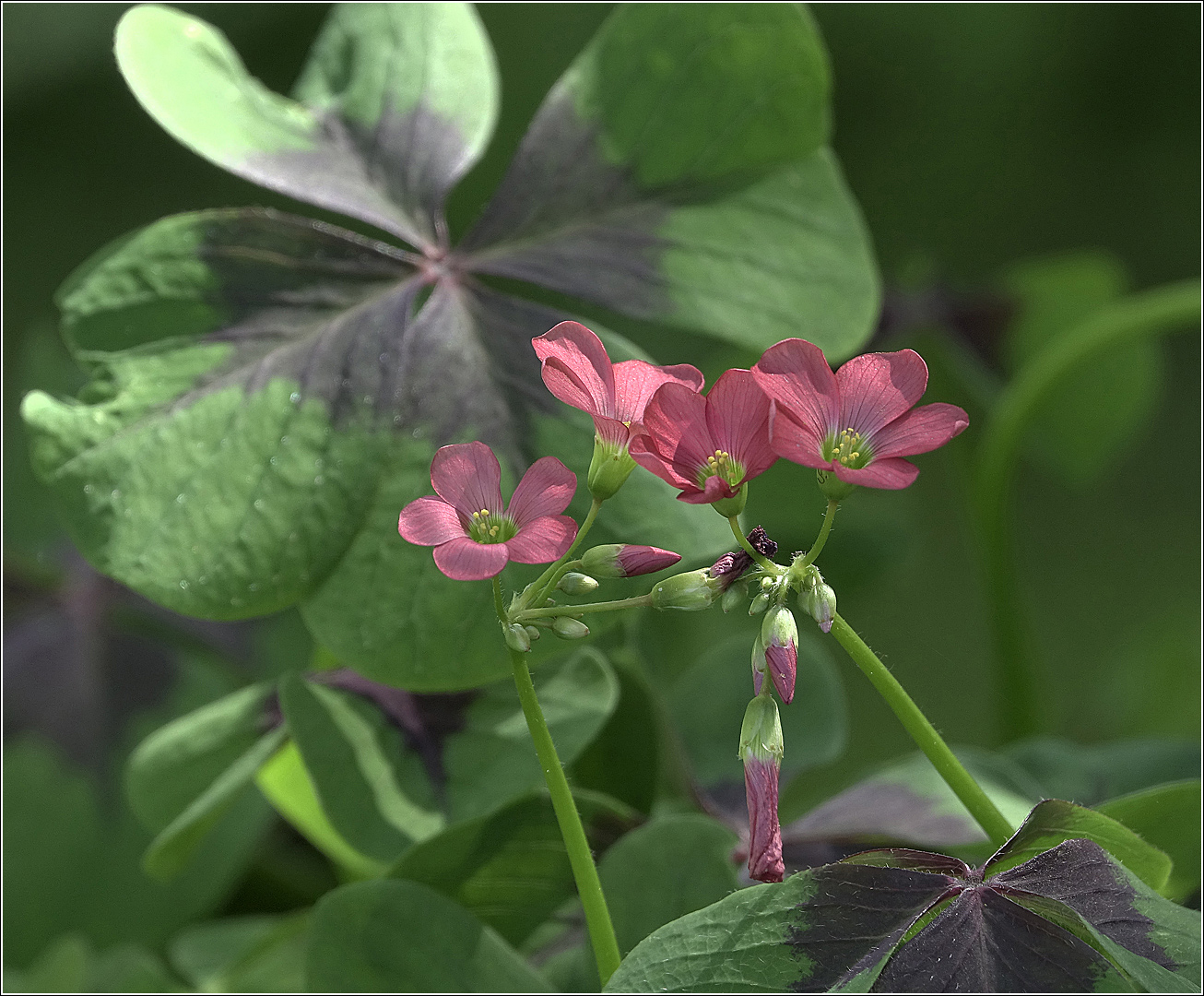 Image of Oxalis tetraphylla specimen.