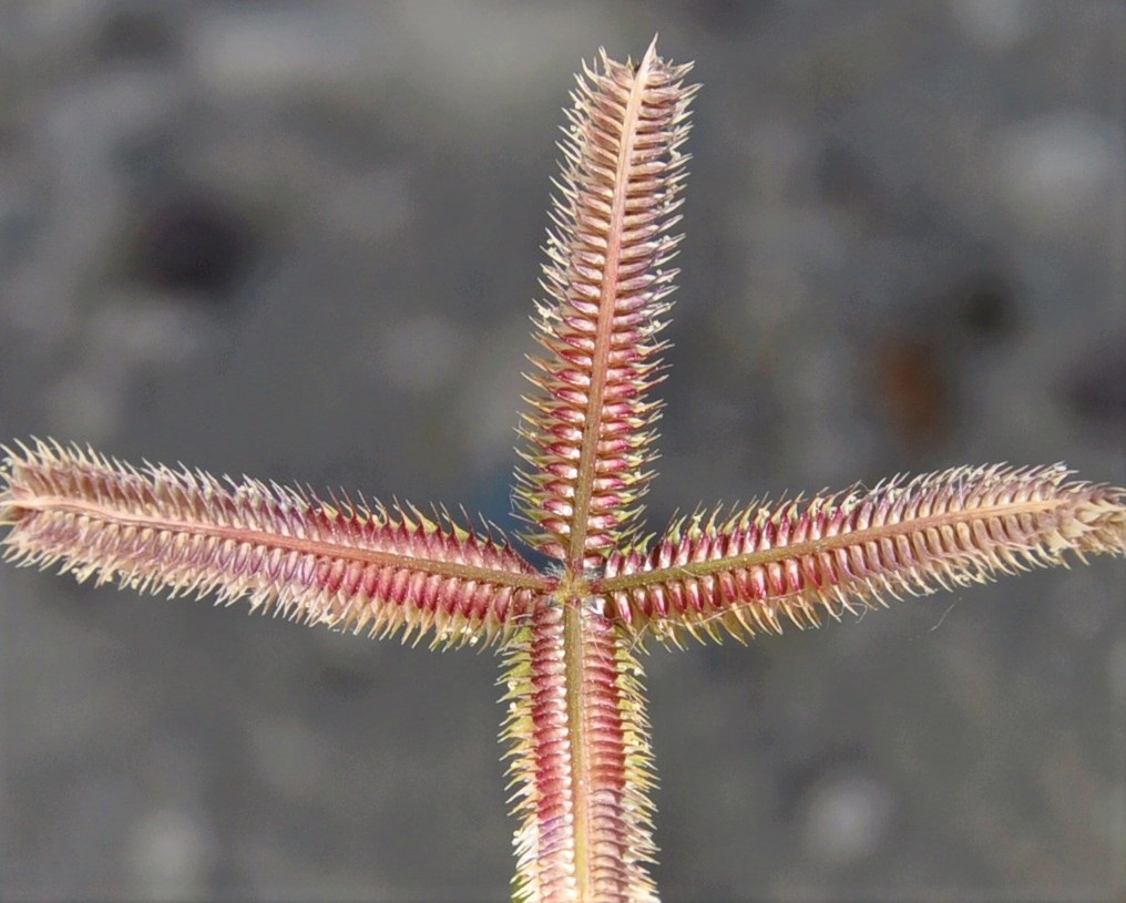 Image of Dactyloctenium aegyptium specimen.