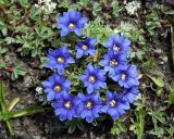 Gentiana dshimilensis