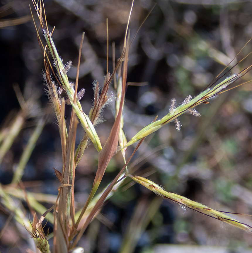 Image of Hyparrhenia hirta specimen.