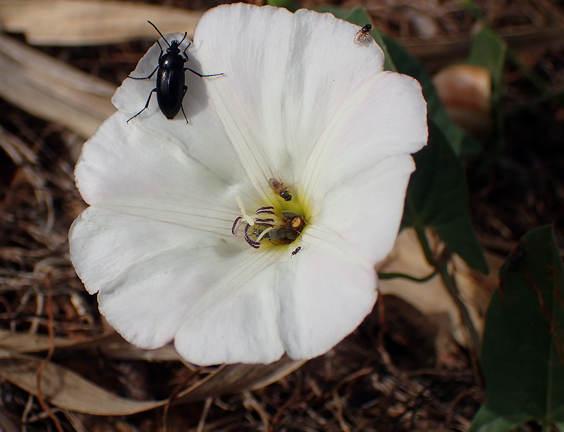 Image of Convolvulus arvensis specimen.