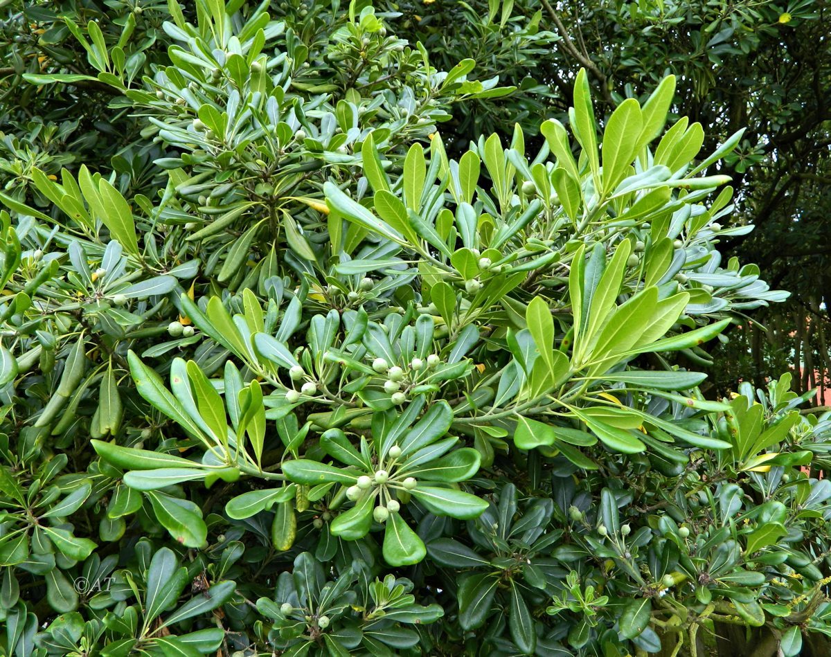 Image of Pittosporum tobira specimen.