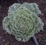 Brassica разновидность viridis