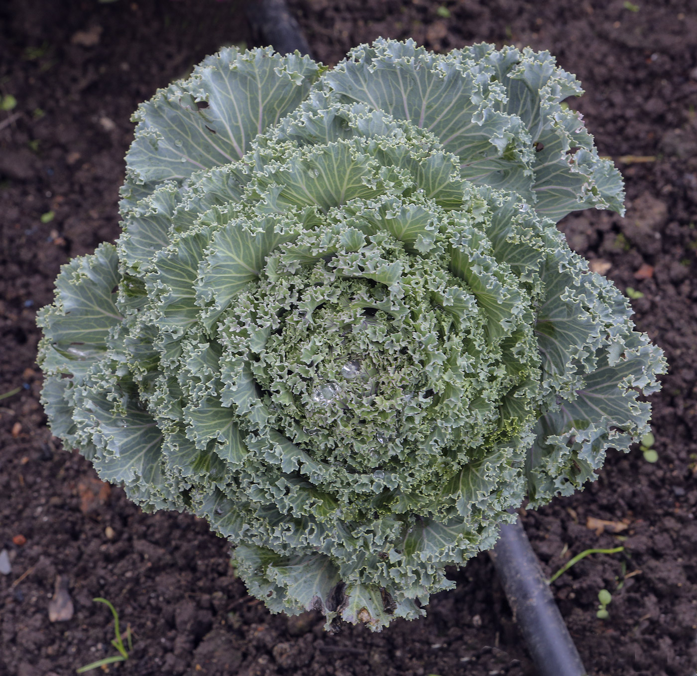 Изображение особи Brassica oleracea var. viridis.